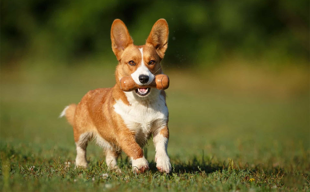 Adiestramiento y educación de la raza Corgi