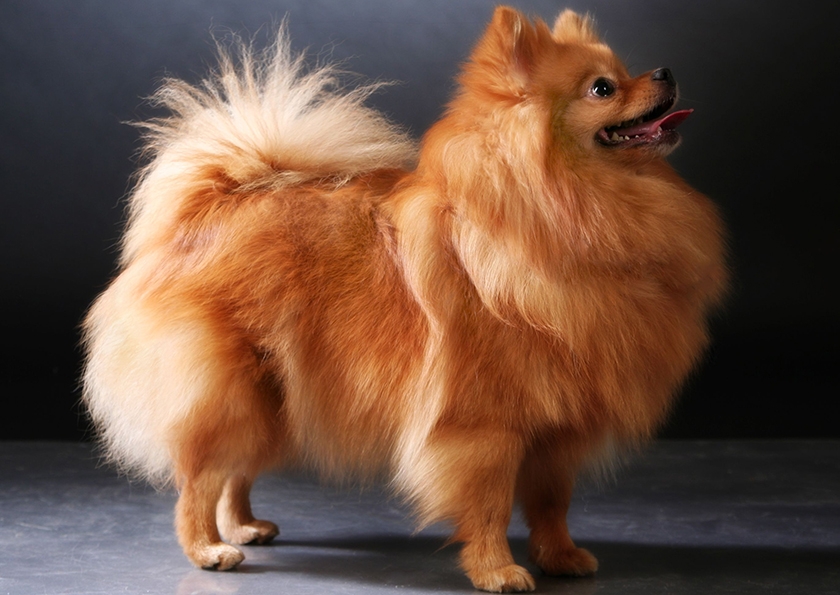 Spitz alemán