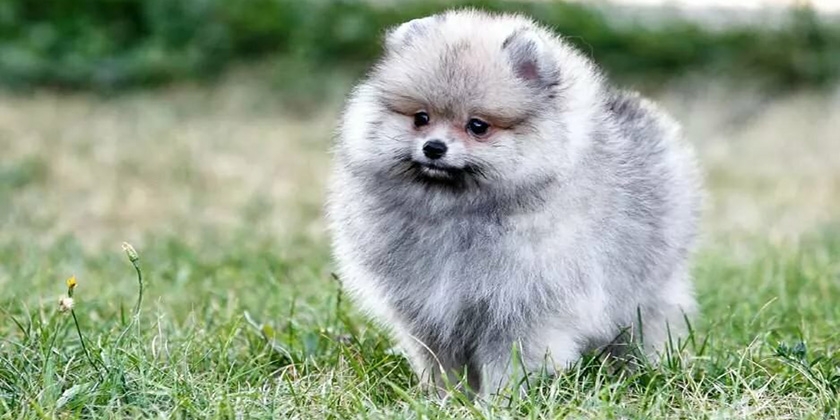 Spitz gris