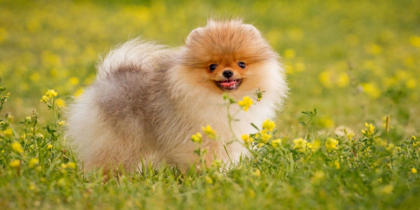Cachorro en el césped