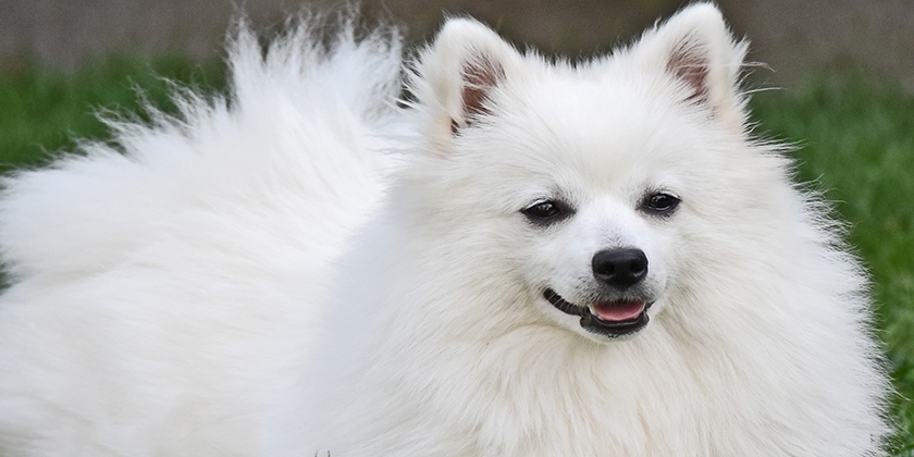 Spitz Italiano