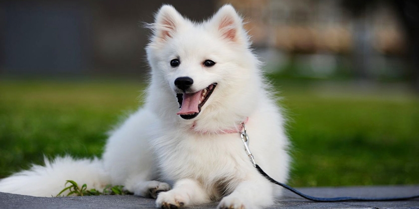 Spitz japonés