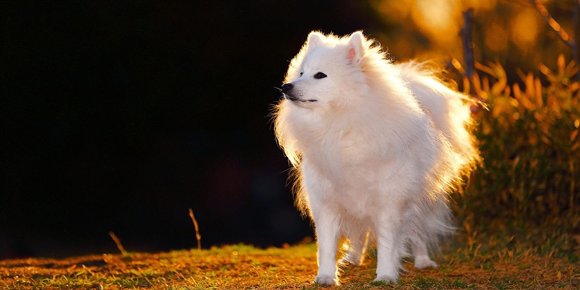 Perro spitz — características de la raza