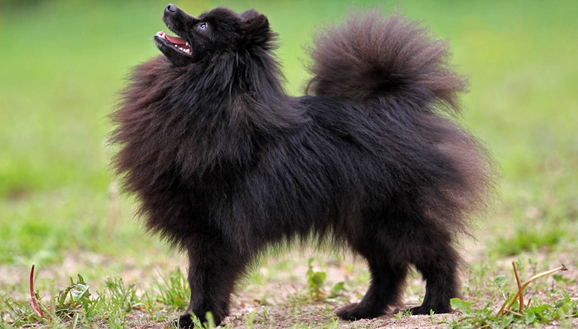 Spitz negro