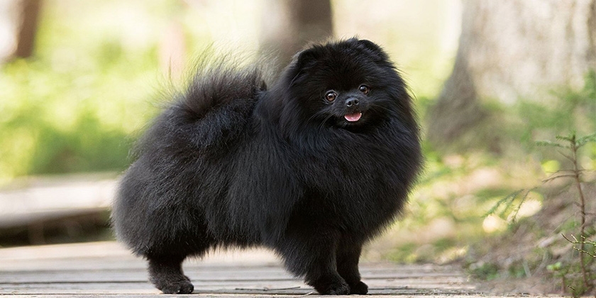 Spitz negro
