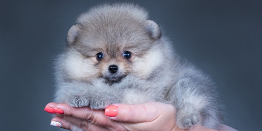 Cachorro de la raza Spitz