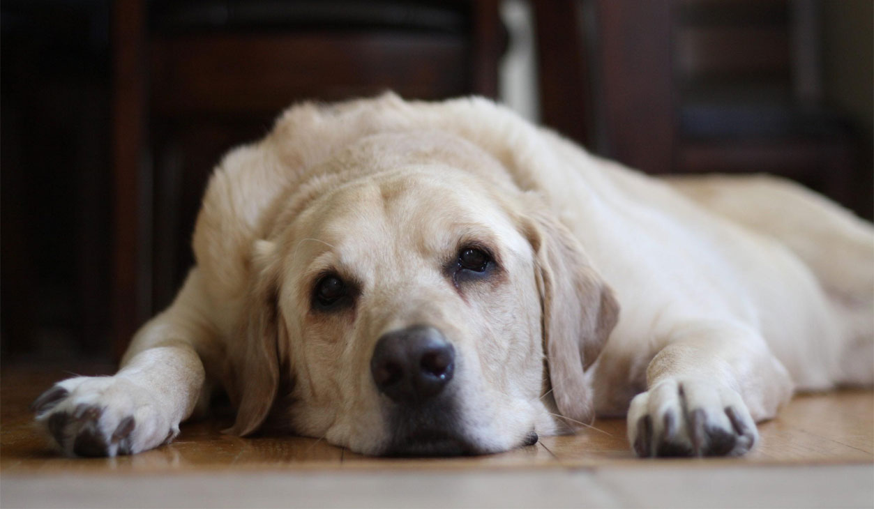 Temblor como síntoma de enfermedades neurológicas en perros