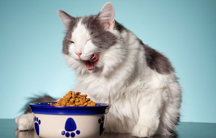 La gata come