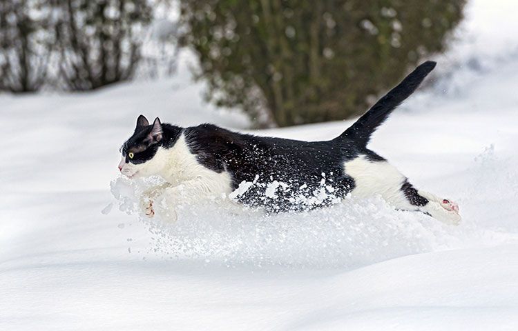 Gato en la nieve