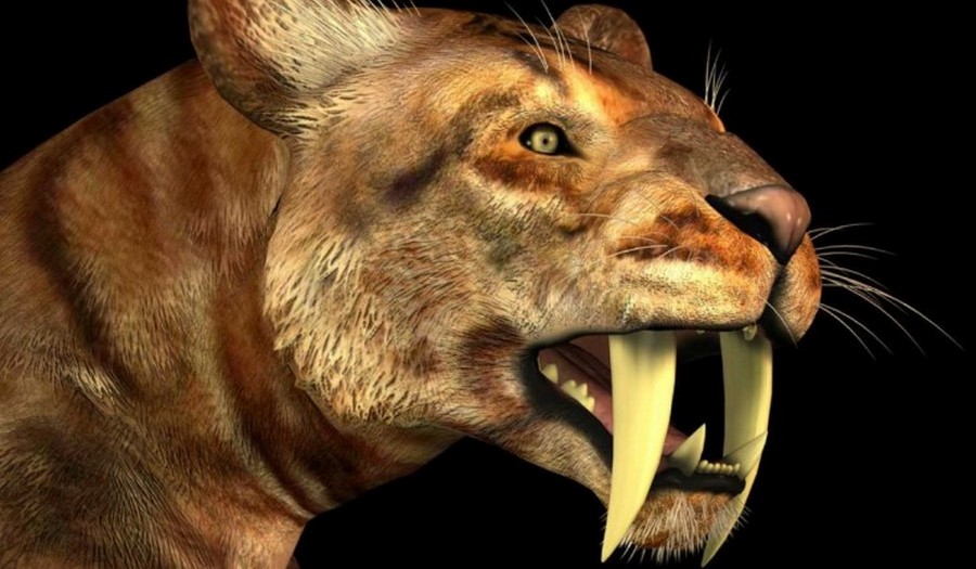 Tigre dientes de sable