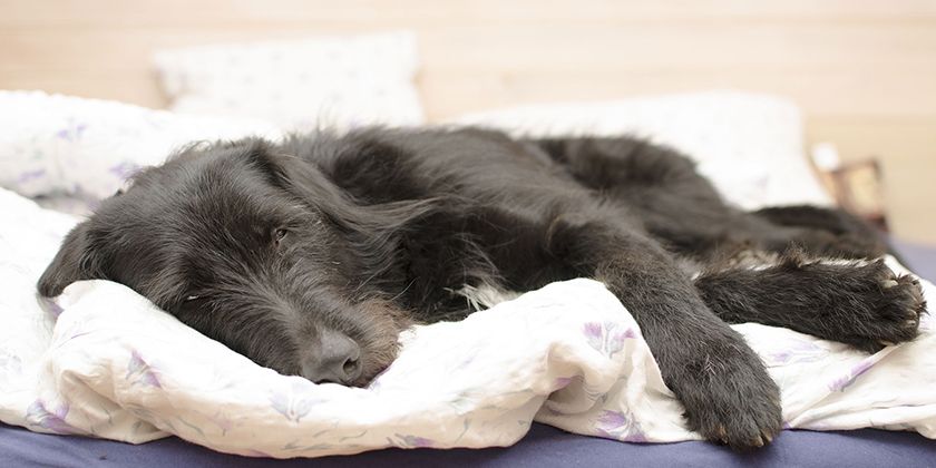 Toxoplasmosis en un perro