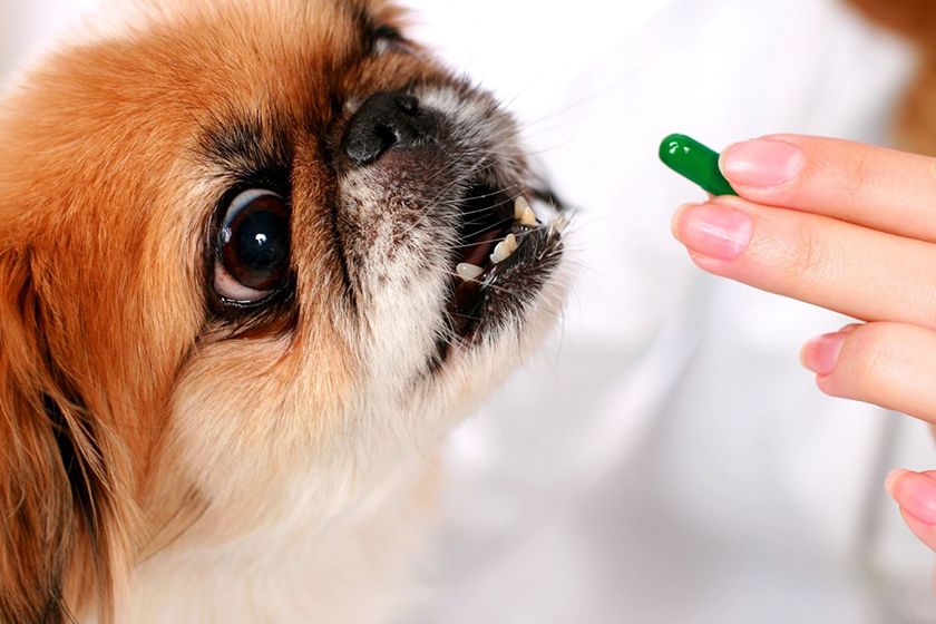 Comprimidos para perro