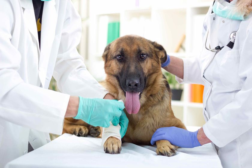 Perro en la clínica