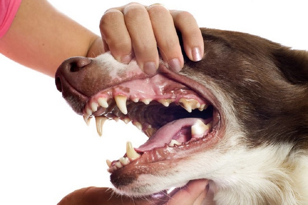 Boca del perro