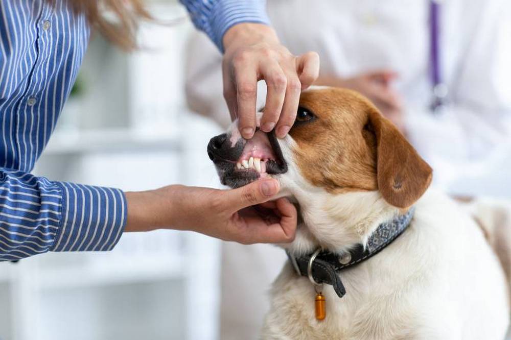 Perro junto al veterinario