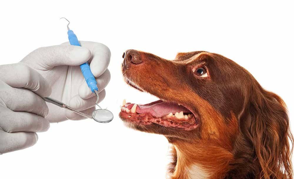 Perro junto al veterinario
