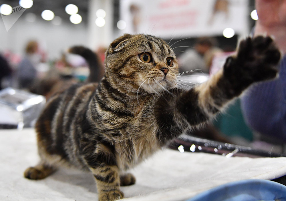 Gato en la exposición