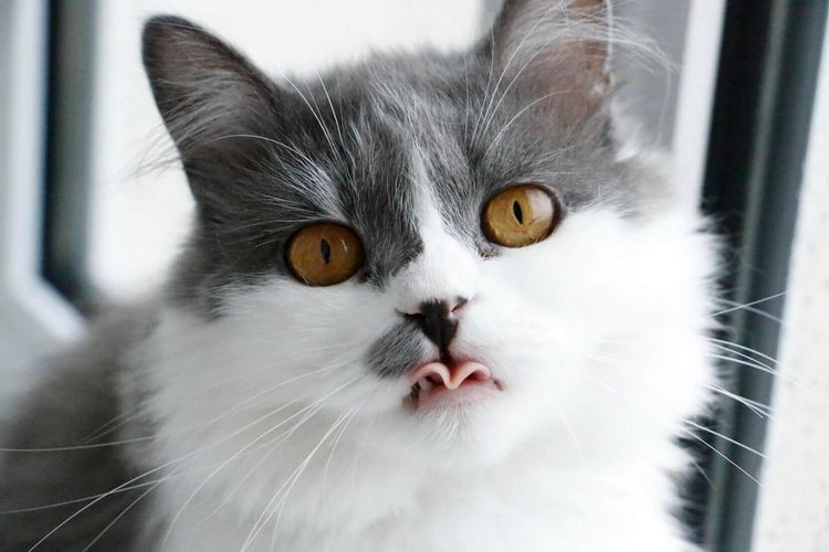 Gato con ojos amarillos y lengua fuera