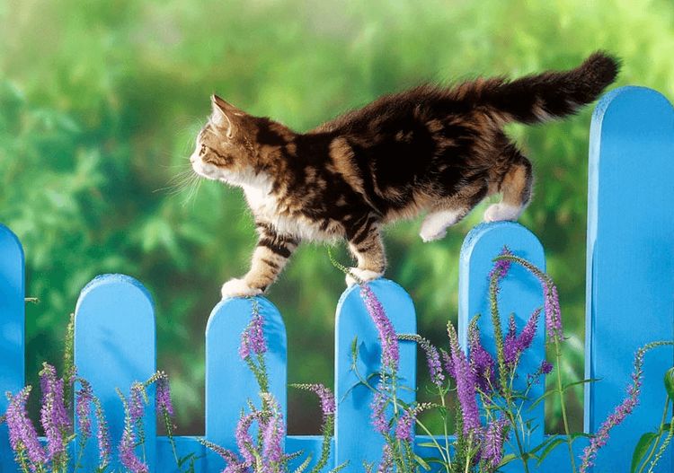 Gato paseando por la valla
