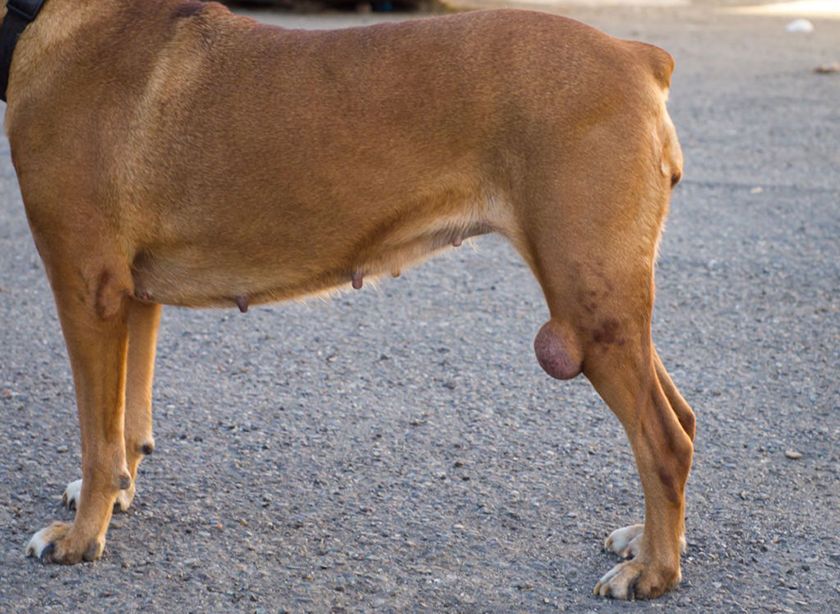Lipoma en la pata del perro