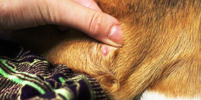 Lipoma en el perro