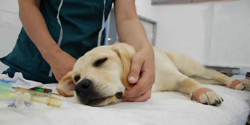Lipoma en el perro