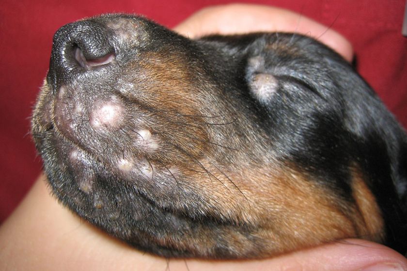 Lipomas en cachorros