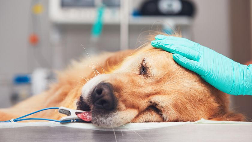 Anestesia para perros