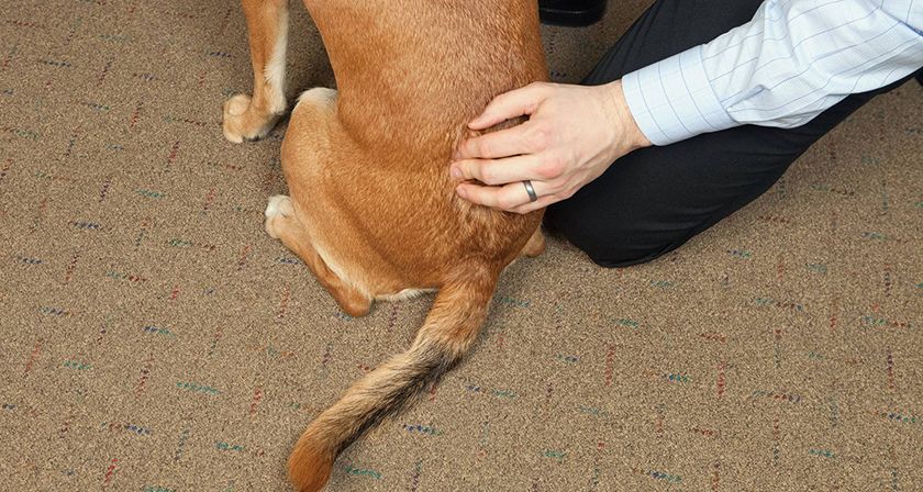 Examen del perro
