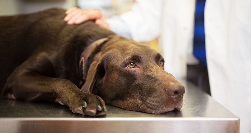 Labrador en el veterinario