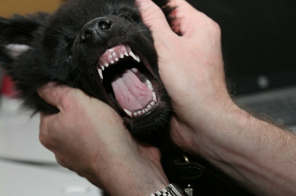 Dientes de un cachorro