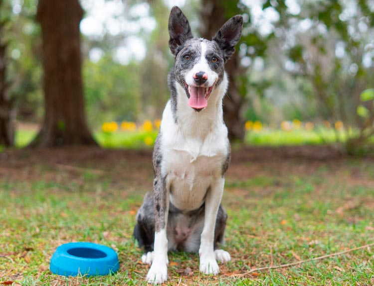 perro Koolie australiano