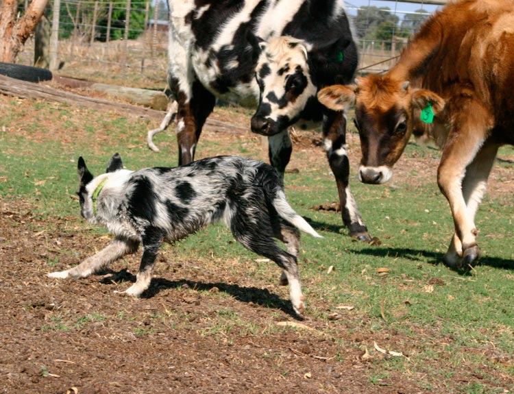 Koolie australiano pastoreando ganado