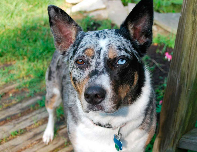 raza Australian Koolie