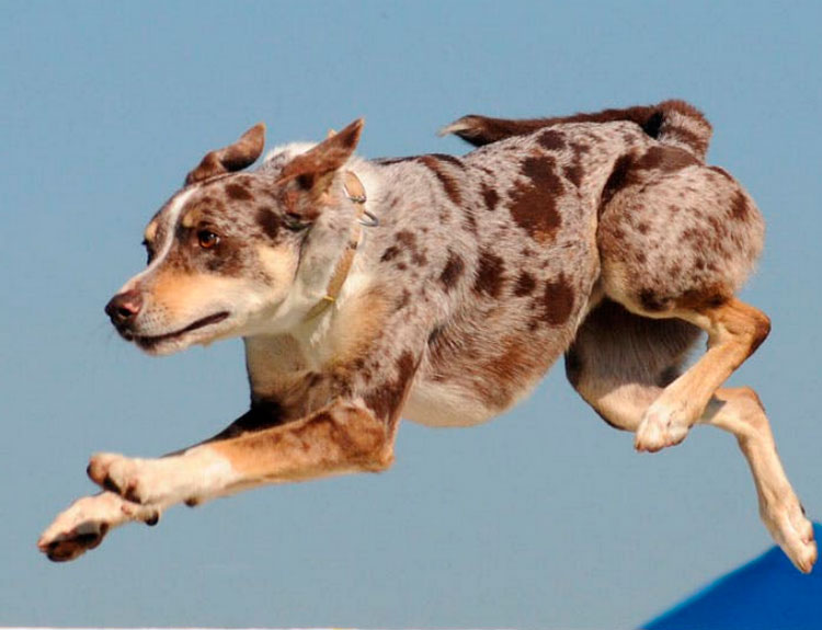 Australian Koolie