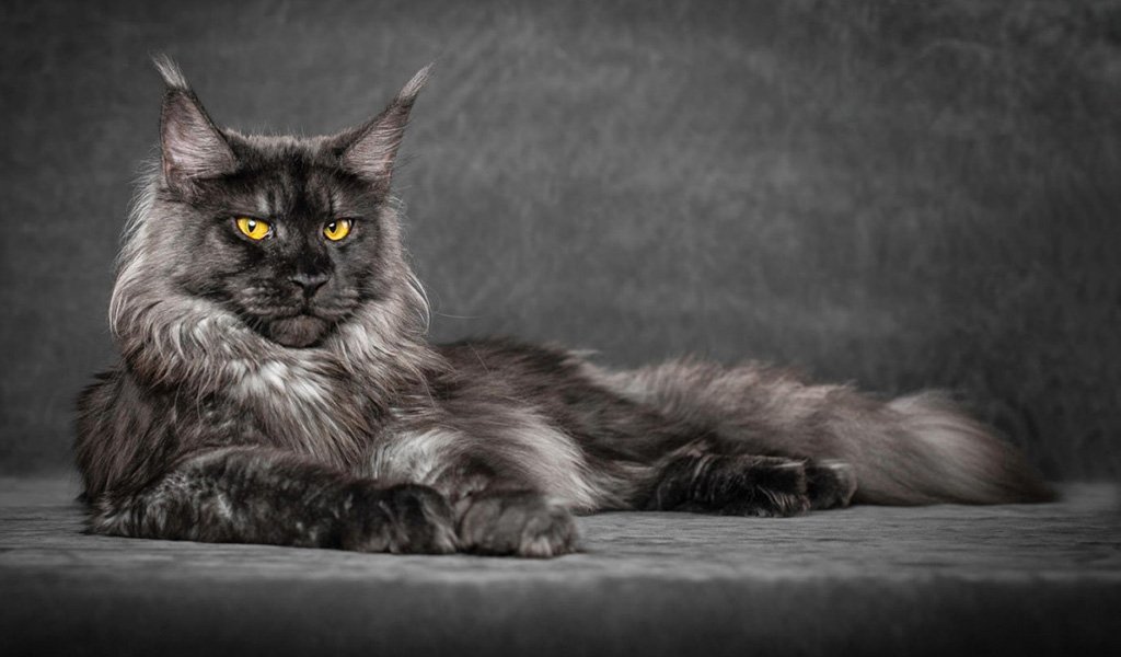 Gato Maine Coon