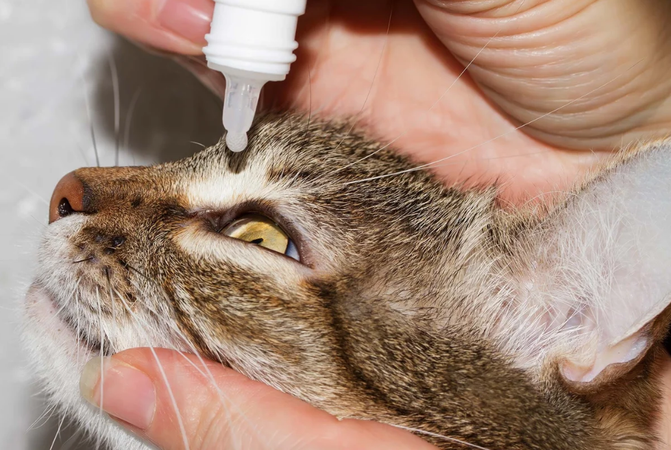 Aplicar gotas en los ojos del gato