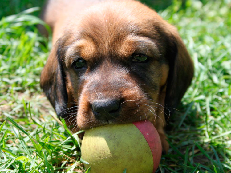 cachorro Sabueso Alpino Dachsbracke