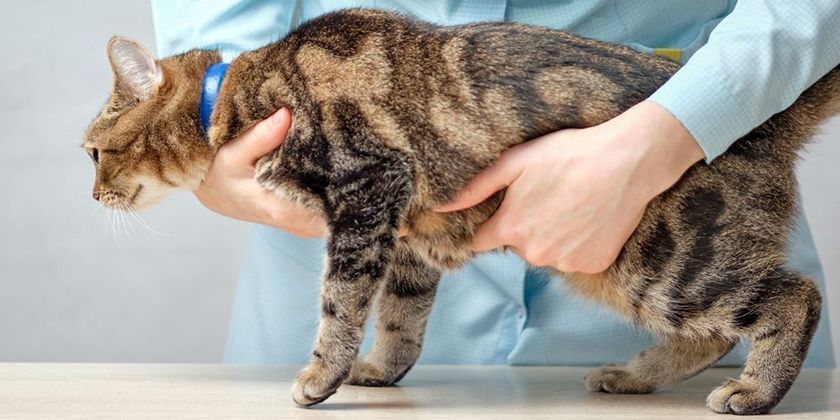 Ataxia en gatos