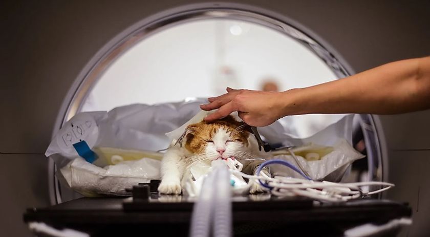 TAC para el gato
