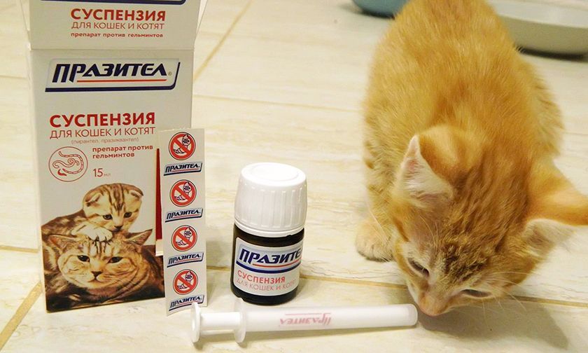 Medicamento contra parásitos para el gato