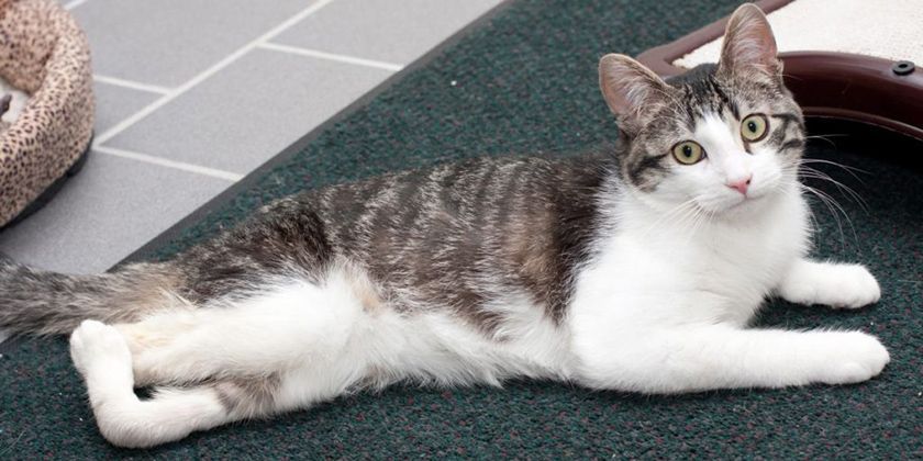 Paresia en el gato