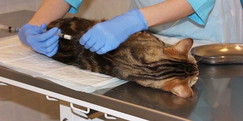 Gato en el veterinario