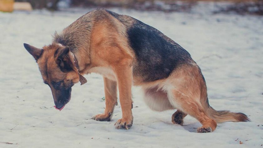 Perro con ataxia