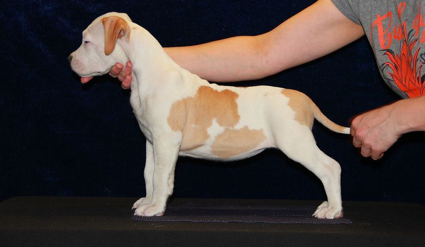 Elección del cachorro