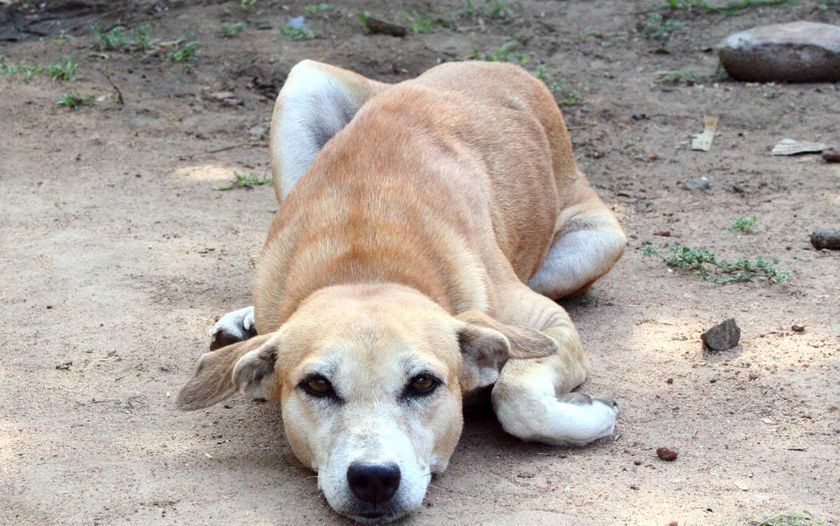 El perro está tumbado