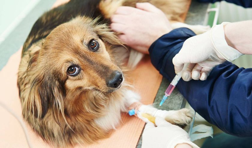 Perro en el veterinario