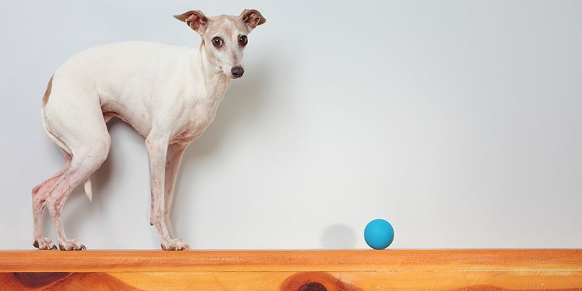 Ataxia en perros