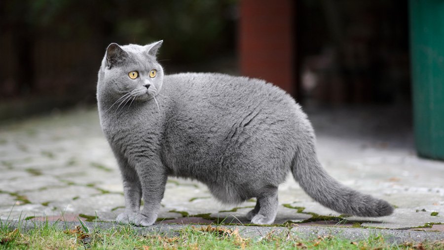 British Shorthair