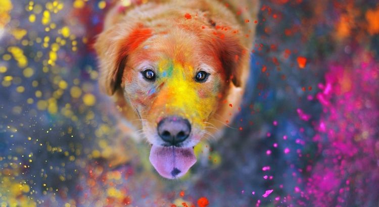 El perro se ha comido pintura